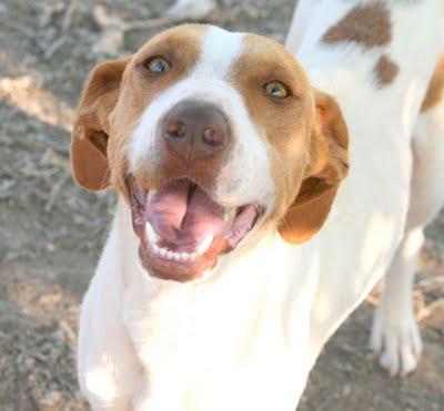 Sole, perrita x pointer, sociable, cariñosa, alegre y guapisima busca hogar.