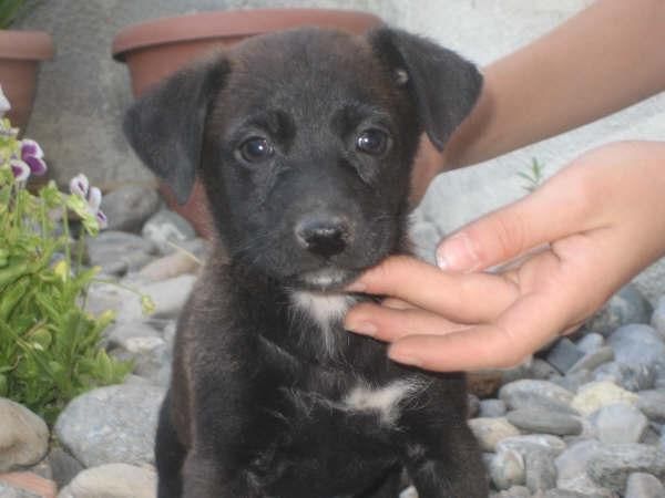 Trixie cachorrita, mira sus ojitos necesita un hogar donde poder crecer