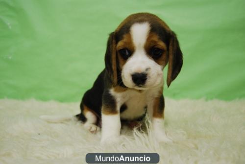 vendemos perritos BEAGLE TRICOLORES