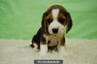 vendemos perritos BEAGLE TRICOLORES - mejor precio | unprecio.es