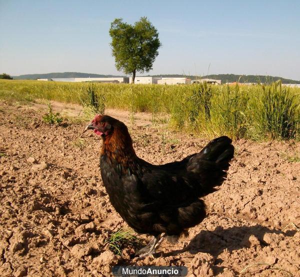 Vendo gallinas Marans