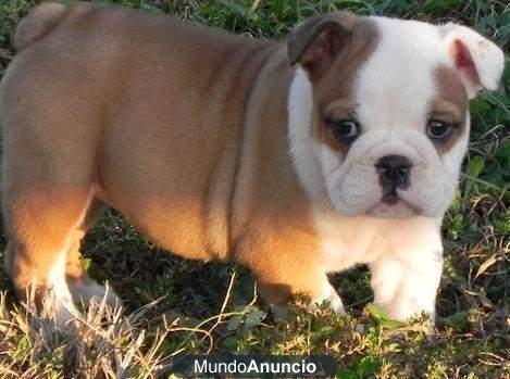 regalo Bulldog inglés cachorros