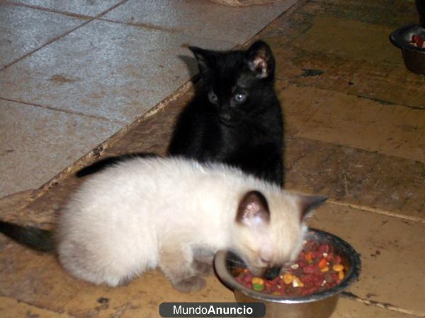 GATITOS EN ADOPCIÓN: Bicolores, negro, tricolor y blanco