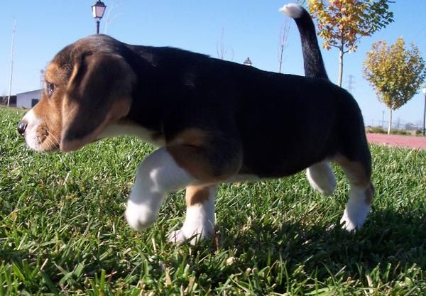 Beagle hembra tricolor de 2 meses. Madrid.
