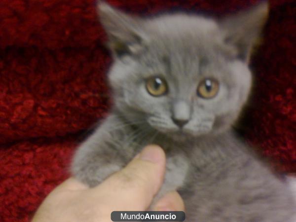 British  Shorthair