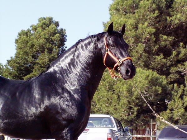 Caballo negro pura raza española ISLEÑO