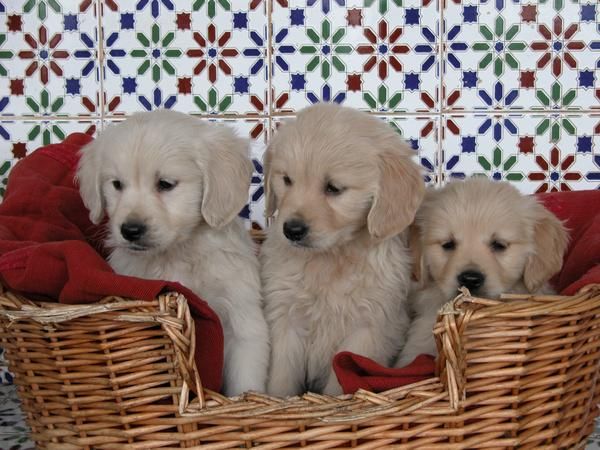 Cachorros de Golden Retriever