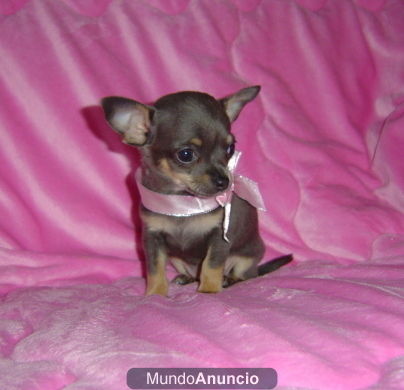 CHIHUAHUA MINI, HEMBRITA COLOR AZUL! ! !