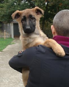 Excepcionales cachorros pastor aleman