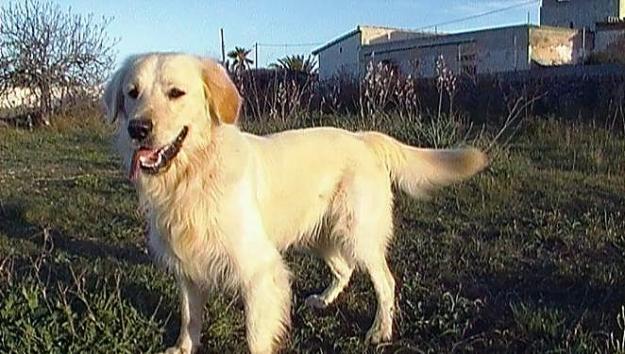 Golden Retriever con LOE para montas