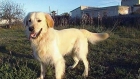 Golden Retriever con LOE para montas - mejor precio | unprecio.es