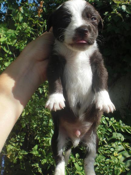 Golfo,cachorro mediano en un futuro