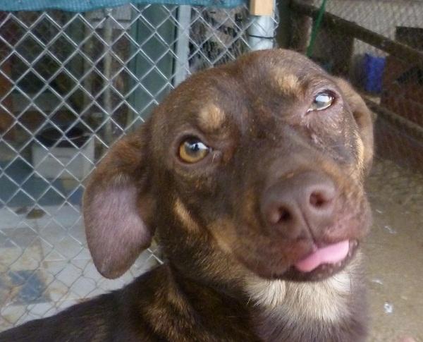 Kiko, esperando casi un año una familia.