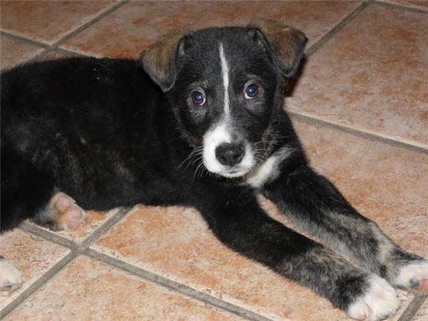 Mickey cachorrito en adopción