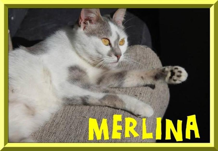 Gatita Merlina. jovén y exótica, busca hogar donde la quieran