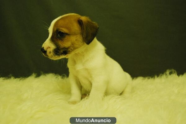 Cachorros de jack russell terrier, disponibles, vealos en www.doogs.es