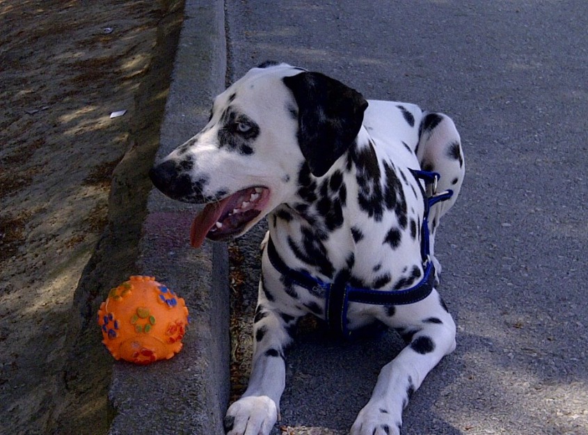 Dalmata macho para montas