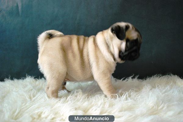 Disponible camada de Carlino Pug, primera calidad, de color negro y de color canela