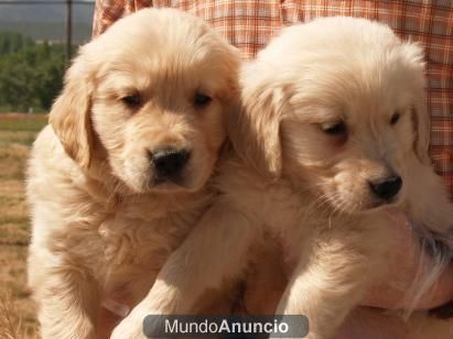 Golden Retriever, vendo unos magníficos cachorros. - Valencia