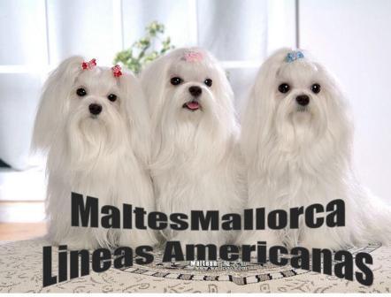 Malteses de mallorca lineas americanas toy tl 696173083