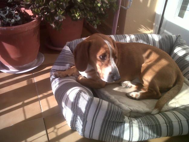 Se regala beagle !!!