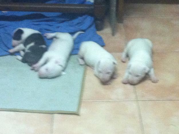 vendo bull terrier