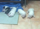 vendo bull terrier - mejor precio | unprecio.es