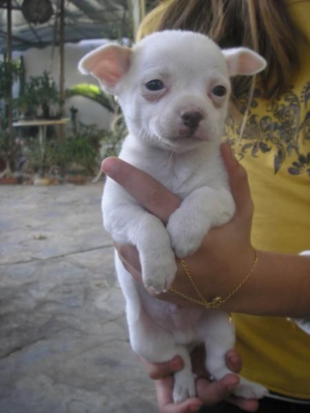 Vendo cachorroros de chiguagua