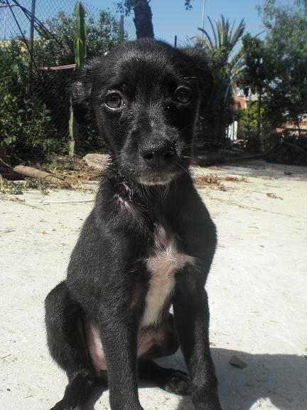 Cachorrita mediana en un futuro