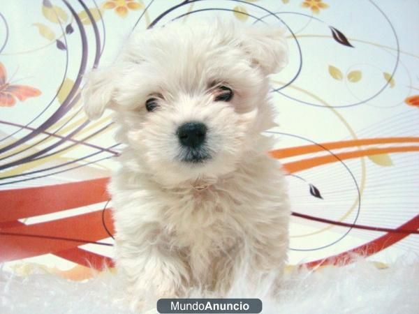 cachorritos de bichon maltes