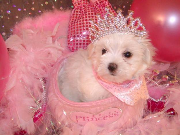 CACHORROS GORGEOUS MALTESE MUJERES PARA SU APROBACIÓN