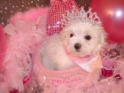 CACHORROS GORGEOUS MALTESE MUJERES PARA SU APROBACIÓN - mejor precio | unprecio.es