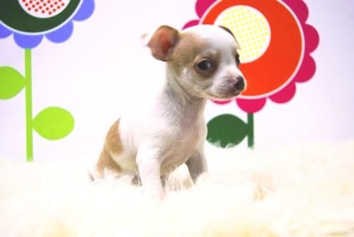 chihuahua blanco y con mancha marrones _ www.animalflower.com