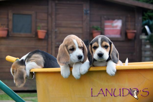 Excelente camada beagle con Pedigree lista para entregar (Tienen 2 meses)