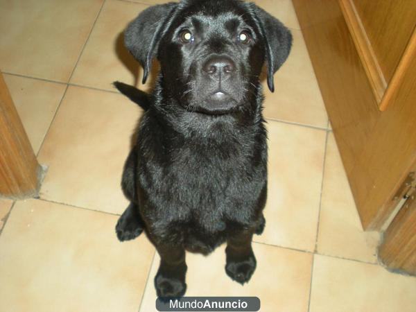 labrador retriever macho