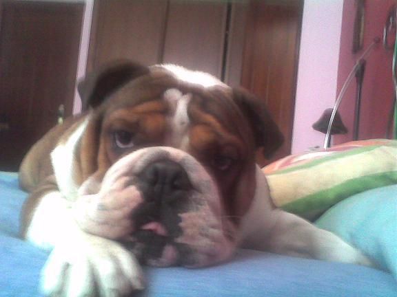 MACHO BULLDOG INGLES BUSCA NOVIA