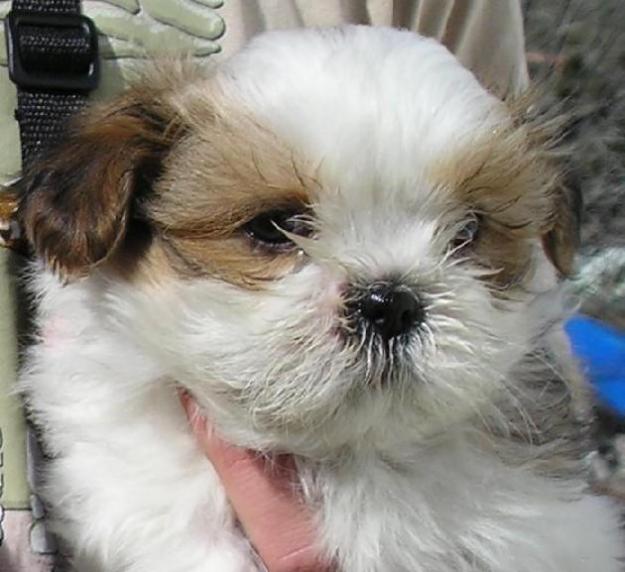 Shih Tzu de calidad en Madrid - Video- 350€