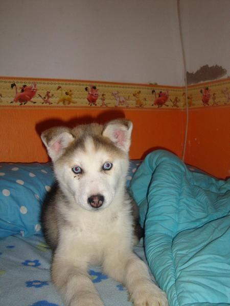 vendo cachorrita de husky hembra