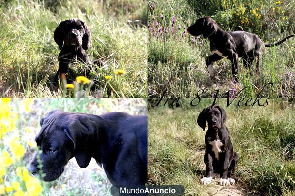 Cachorra Doga Alemana