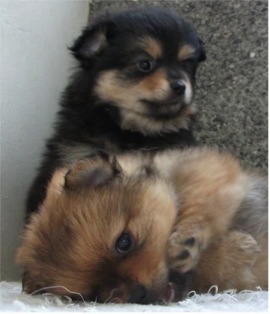 cachorros de pomerania