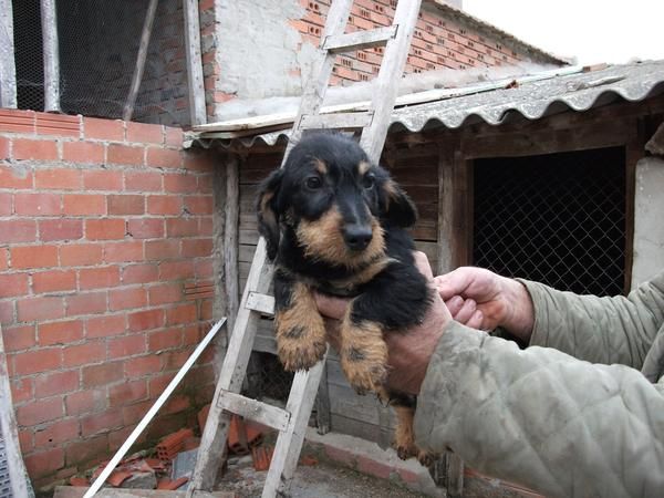 Cachorros de teckel standar