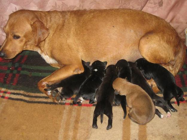 Cachorros tamaño mediano-grande busca hogar