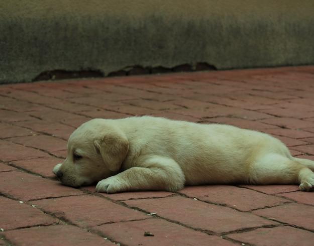 Labrador retriever, color canela, 350 euros