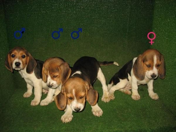 PRECIOSOS CACHORROS BEAGLES, BUEN PRECIO 280