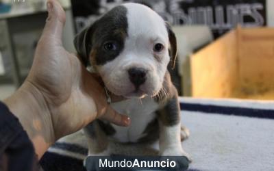 vendo camada de american bully