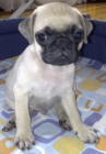 Cachorrito Carlino URGE 400 euros - mejor precio | unprecio.es
