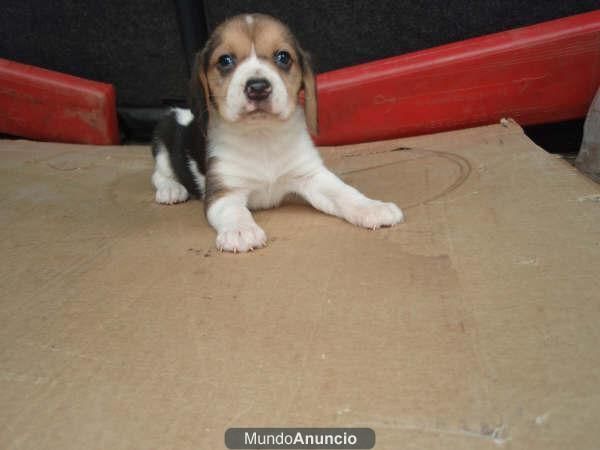 cachorros de beagle