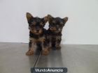 cachorros yorshire terrier toy - mejor precio | unprecio.es