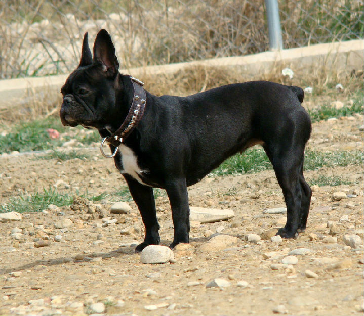 Centro Canino La Senda