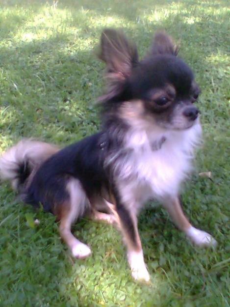 Chihuahua de pelo largo para monta